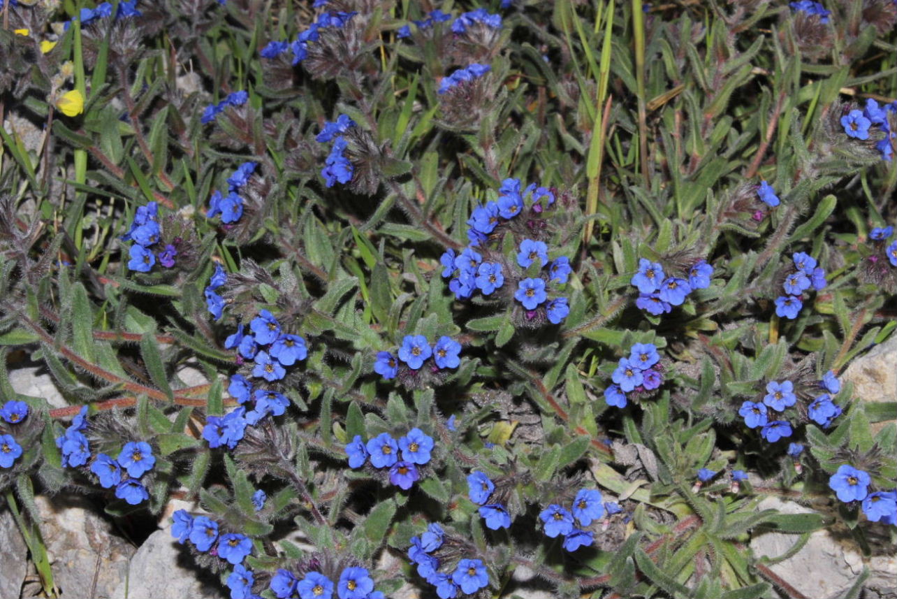 Alkanna tinctoria  / Arganetta azzurra